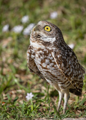 Burrowing Owl - South Florida Wildlife Collection