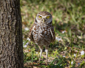 Burrowing Owl - South Florida Wildlife Collection