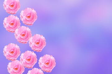 Small bright beautiful white pink roses on an abstract colorful pink magenta background