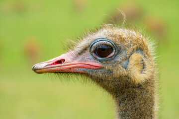 Detailed photography of an ostrich head on green defocused background, boké