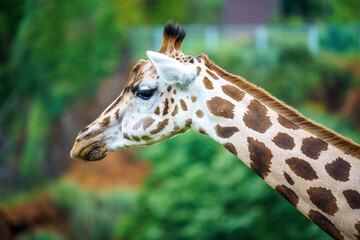 Obraz premium Adult giraffe in its natural environment with green background