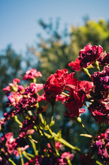 flowers in the garden