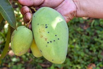 Mango anthracnose (Glomerella cingulata) on fruit in the Philippines