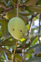 Mango anthracnose (Glomerella cingulata) on fruit in the Philippines