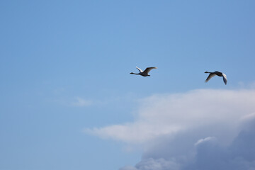 冬の青空を飛ぶ二羽の白鳥