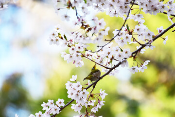 メジロと満開の桜