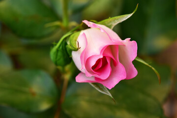 秋バラ　ストロベリーアイス