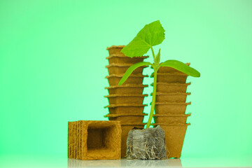 cucumbers seedlings in peat tablets on a green background.peat cups for seedlings.biodegradable...