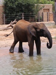 Fototapeta na wymiar elephant in the water