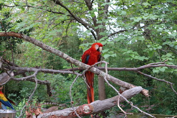 red and yellow macaw