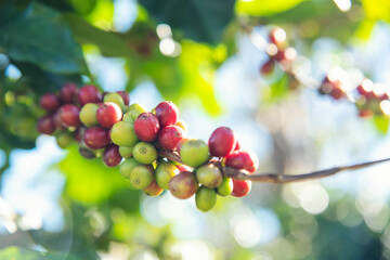 Red seed coffee bean  green leaf  robusta arabica berries ripe harvest for coffee farm garden. Fresh coffee bean berry plant tree. Close up fresh red bean seed coffee tree growth in green organic farm