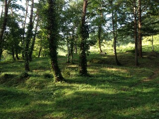 Japanese forest Gunma Japan