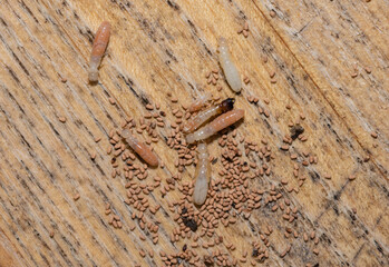 Dry wood termites eating wood with evidence of frass