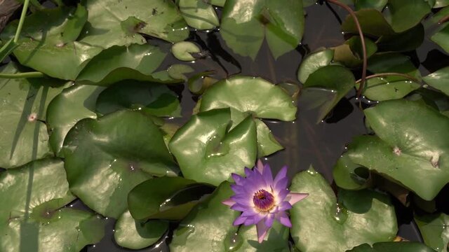 Water plants. Pan of a Nymphaea Tina tropical water lily beautiful floating green leaves and purple flower, growing in a wooden barrel. 