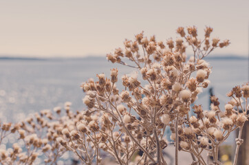 Rusty brown plant under shunshine