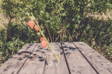 Lantern plant on the table