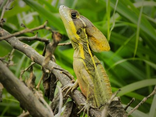 Reptile