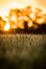 sunset in the field © mario