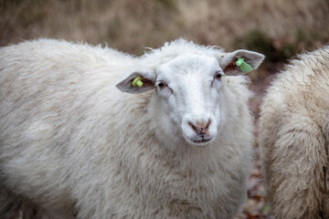 Obraz premium Sustainable livestock concept. Sheep on a green field. Domestic furry and fluffy cute animal. Eco farmland, countryside, pasture. Close up portrait picture with copy space