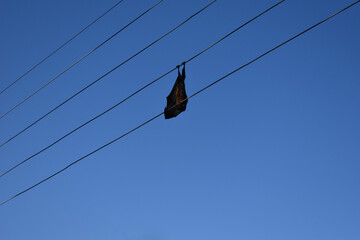 Photo of bat electrocuted and hanging dead in wires