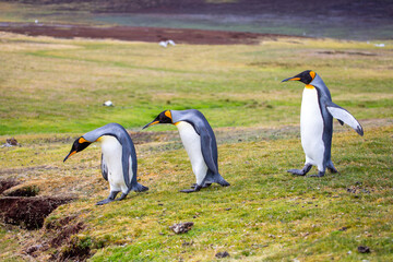 Waddle of King penguins heading downhill at Volunteer Point, Falkland Islands
