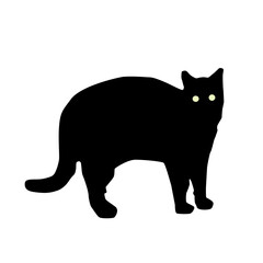 black cat with bright eyes silhouette