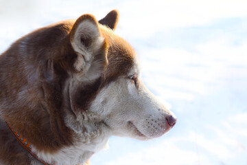 Young Siberian husky with different eyes looking away
