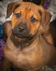 Brown, ten week old puppies looking for a new home.