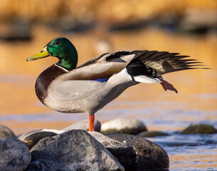 Mallard duck (Anas platyrhynchos) drake standing on rock stretching wing Colorado, USA