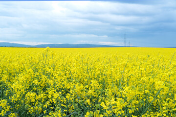 Obraz premium yellow rapeseed field, summer, natural, environmental concept, vegetable oil production stage for products, machines, mechanisms, background for the designer for postcards, wallpapers