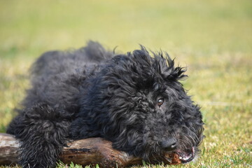 Mini poodle puppy with his stick