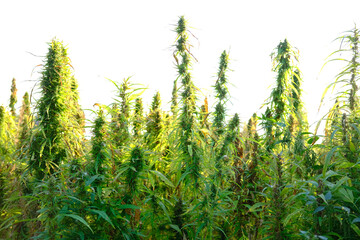 green cannabis plants growing in medical cannabis fields in Germany, medical marijuana legalization concept, cannabidiol oil production, CBD, drug trafficking, drug addiction