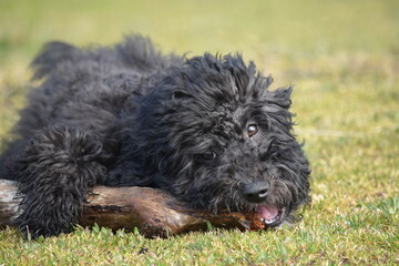 Border collie poodle puppy with a stick