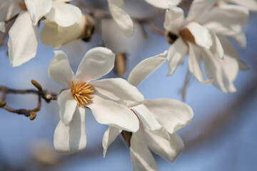 日を浴びる辛夷の花々