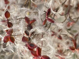 macro seeds 