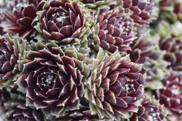Closeup of a bunch of succulents