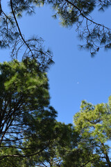 Green pine trees and moon in day time