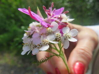 hand holding pink blossom