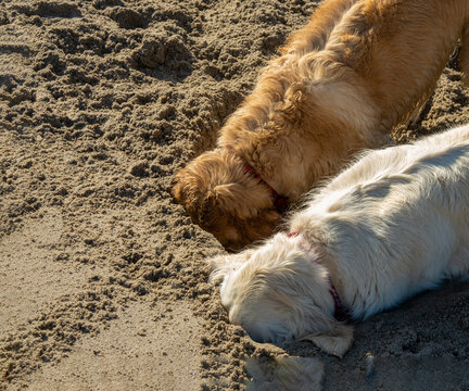 Two funny retriever dogs with heads buried in the sand not looking around at the beach concept