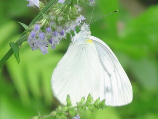 white butterfly on a flower