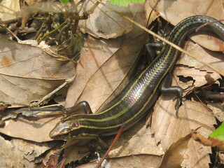 Naklejka premium lizard in the leaves