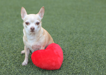 brown Chihuahua dogs sitting  with red heart shape pillow on green grass, smiling and looking at camera. Valentine's day concept.