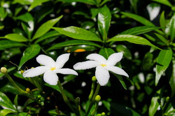 The jasmine flower is snapped with macro photography in the middle of the campus