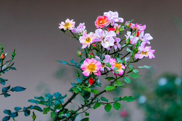 Flowers in the garden:  flower, flowers, pink, nature, garden, spring, plant, blossom, summer, beauty, flora, bloom, floral, purple, park, red, white, leaf, blooming, color, field, colorful, season, b