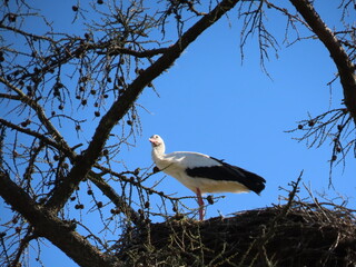 Stork in nest high on top of leafless larch tree in early spring in the biggest white stork 'Ciconia ciconia' colony in the Baltic states - Matisi, Latvia 