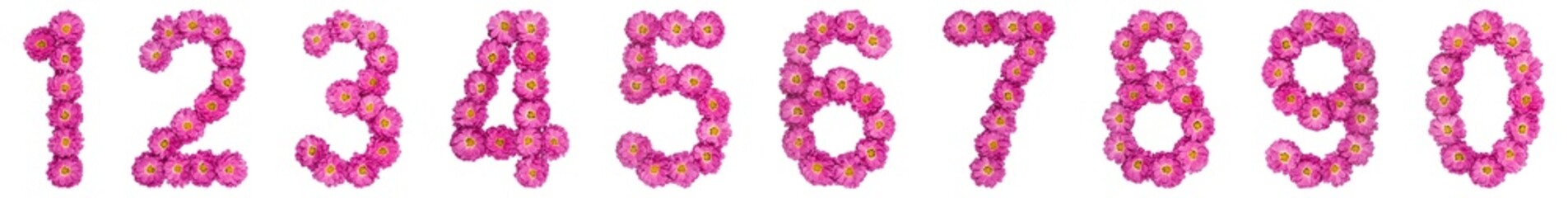 Set of arabic numbers from natural pink flowers of chrysanthemum, isolated on white background