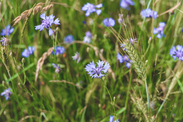 Close-up, field flowers cornflowers. against the backdrop of nature.