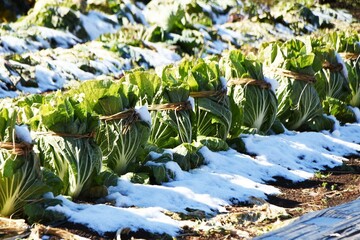 Napa cabbage cultivation. Also known as Chinese cabbage, it is rich in vitamin C and dietary fiber, sowed in early autumn and harvested in winter. 