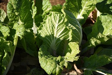 Napa cabbage cultivation. Also known as Chinese cabbage, it is rich in vitamin C and dietary fiber, sowed in early autumn and harvested in winter. 
