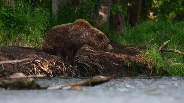 Brown bear jumps into the river, fishing for salmon. Brown bear chasing sockeye salmon at a river. Kamchatka brown bear, Ursus Arctos Piscator. Natural habitat. Kamchatka, Russia.   Slow motion.